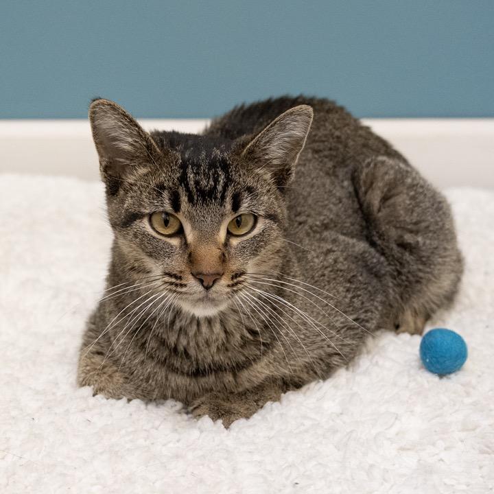 Enlarge Lady Gaga, a Adoptable Domestic Short Hair in Pekin, IL image 2/4
