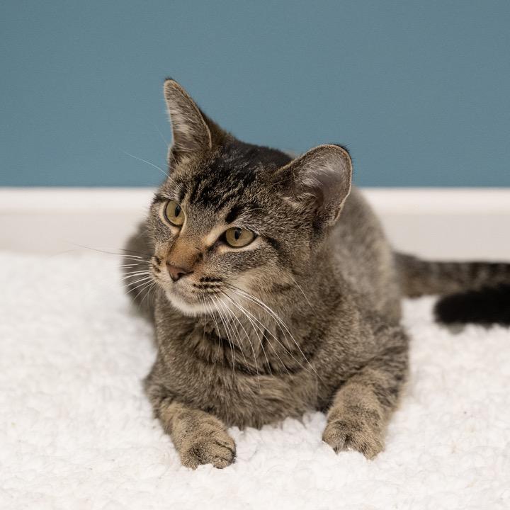 Enlarge Lady Gaga, a Adoptable Domestic Short Hair in Pekin, IL image 3/4