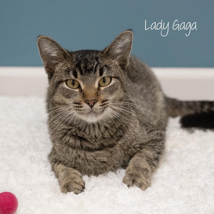 Enlarge Lady Gaga, a Adoptable Domestic Short Hair in Pekin, IL image 4/4