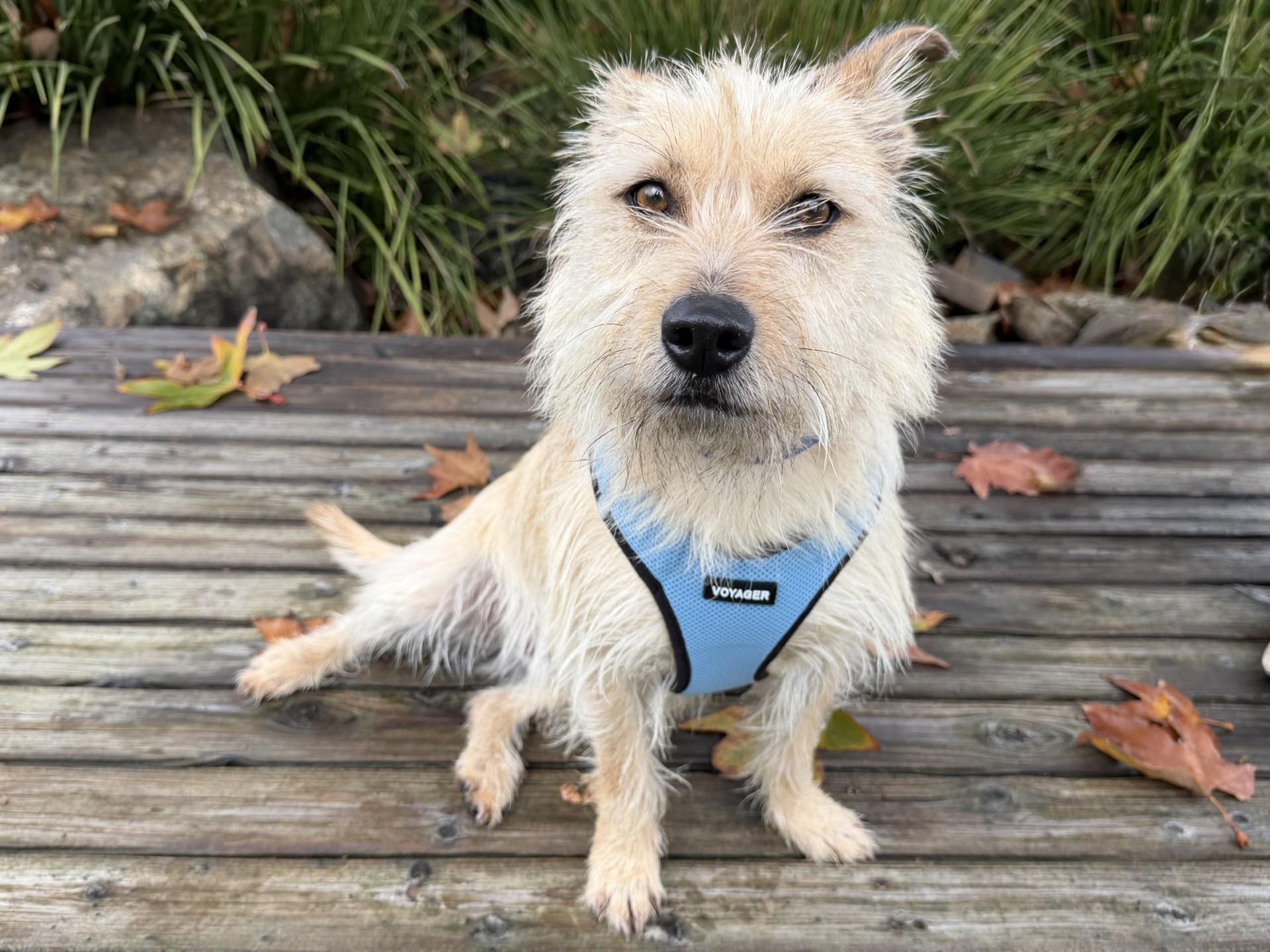 LA, ADOPTABLE, Adult Male Schnauzer & German Shepherd Dog.