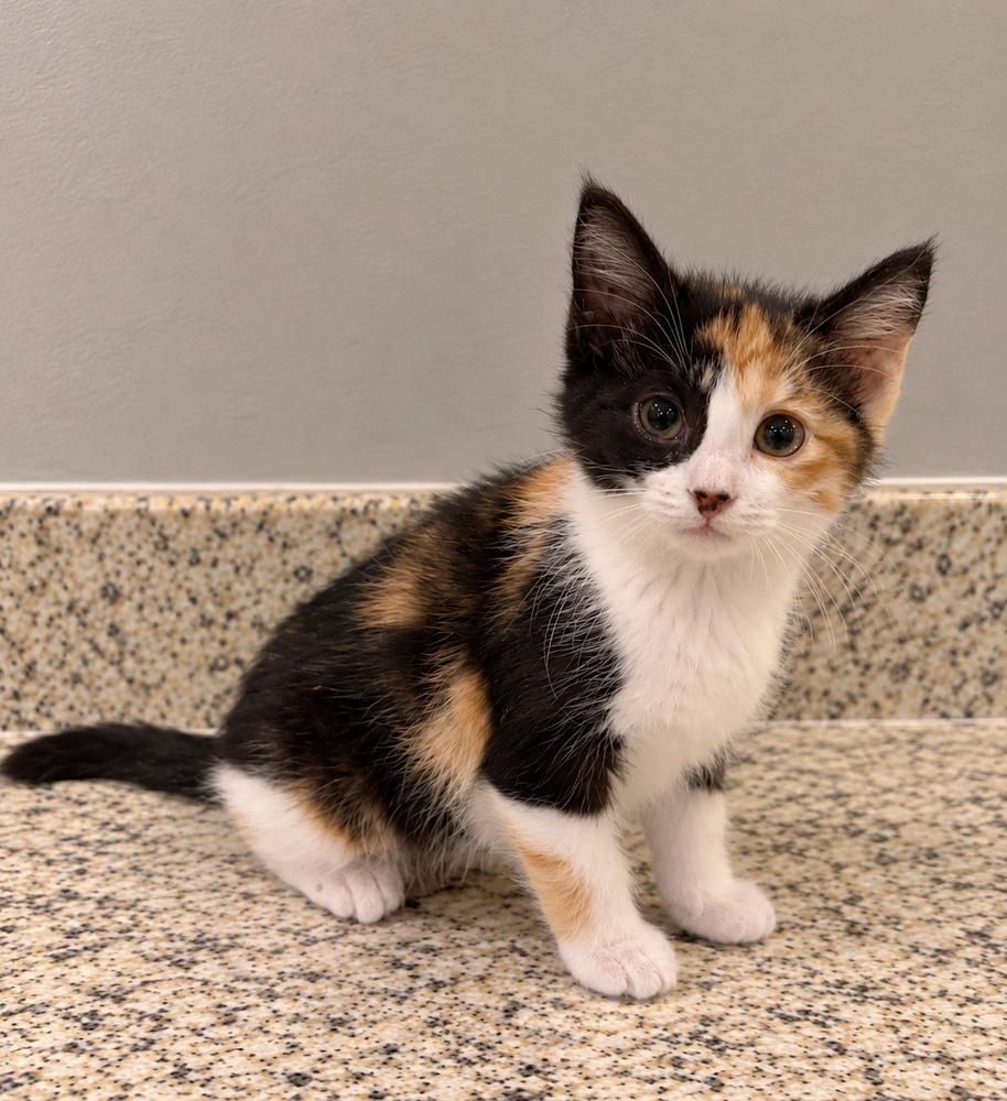 Enlarge Ginger, a Adoptable mixed breed in Homer Glen, IL image 1/2