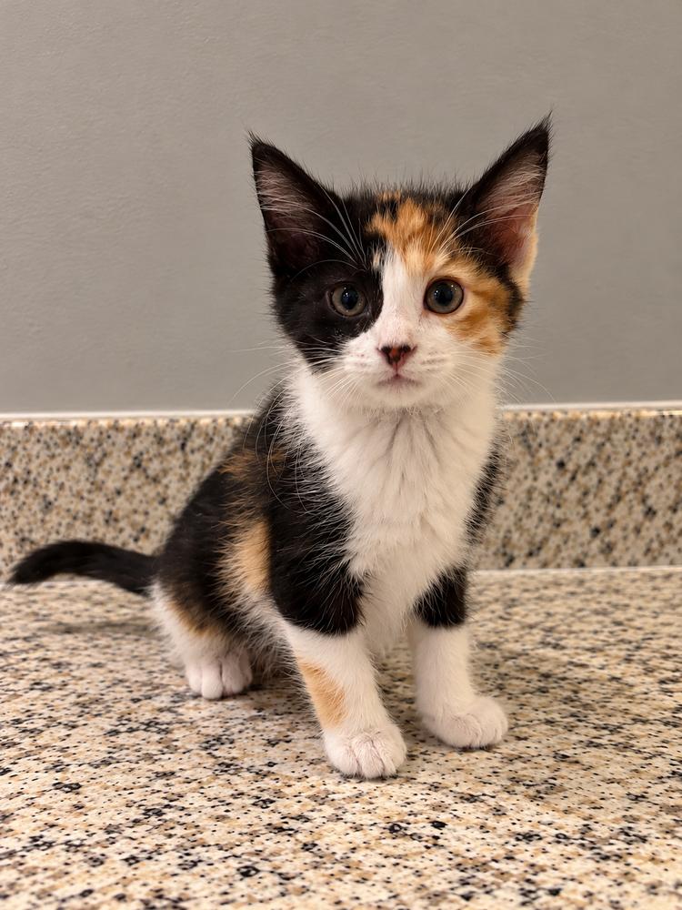 Enlarge Ginger, a Adoptable mixed breed in Homer Glen, IL image 2/2