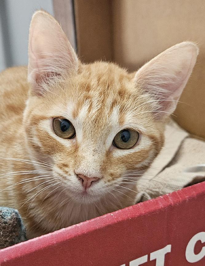 Enlarge Sweet Tang, Pretty Tangerine Kitten!, a ADOPTABLE Tabby in Metairie, LA image 3/5