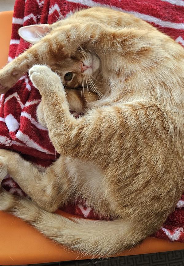 Enlarge Sweet Tang, Pretty Tangerine Kitten!, a ADOPTABLE Tabby in Metairie, LA image 4/5