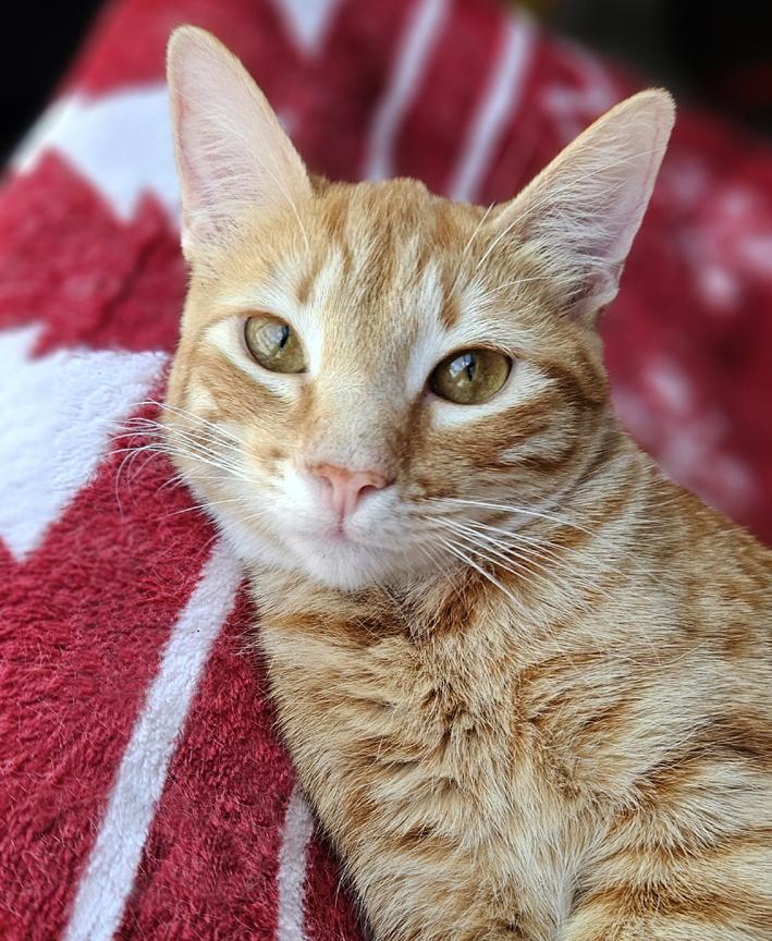 Sweet Tang, Pretty Tangerine Kitten!, ADOPTABLE, Kitten Female Tabby.