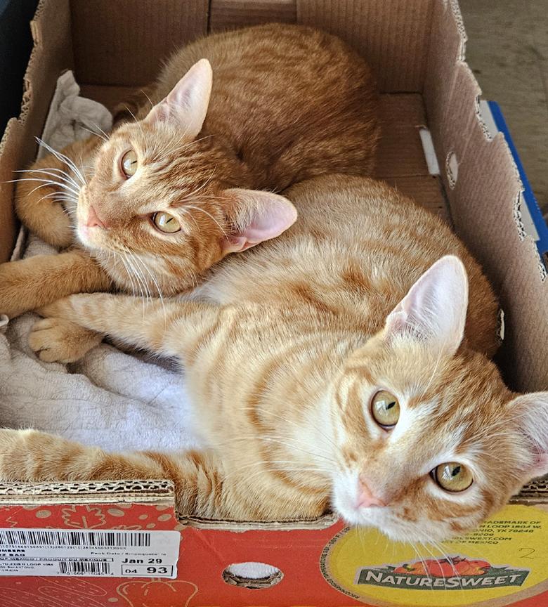 Enlarge Sweet Tang, Pretty Tangerine Kitten!, a ADOPTABLE Tabby in Metairie, LA image 5/5