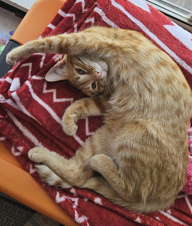 Enlarge Sweet Tang, Pretty Tangerine Kitten!, a ADOPTABLE Tabby in Metairie, LA image 2/5