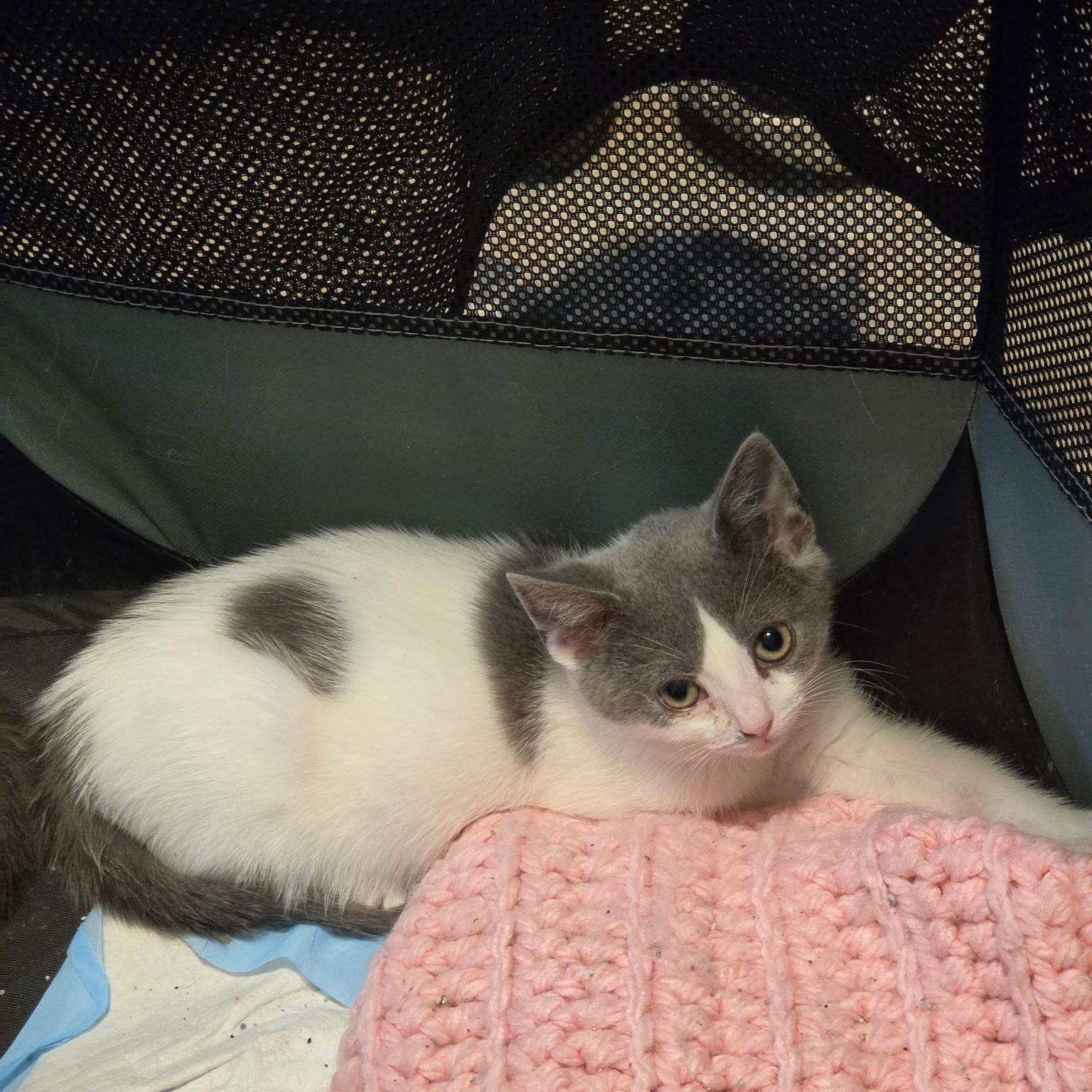 Charlotte, a Adoptable mixed breed in Moriches, NY image 3/3