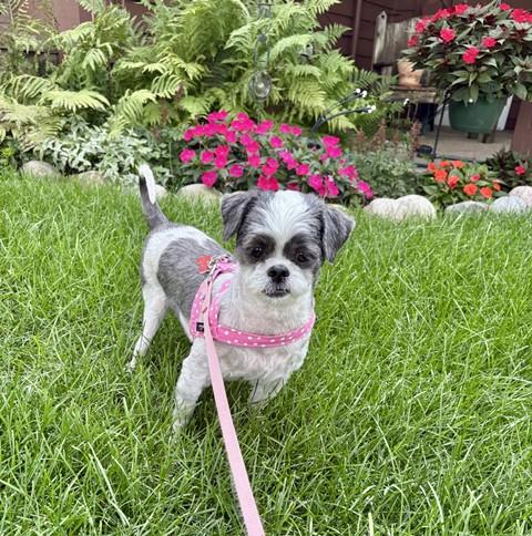 GEMMA, a ADOPTABLE Shih Tzu in Eden Prairie, MN image 2/2