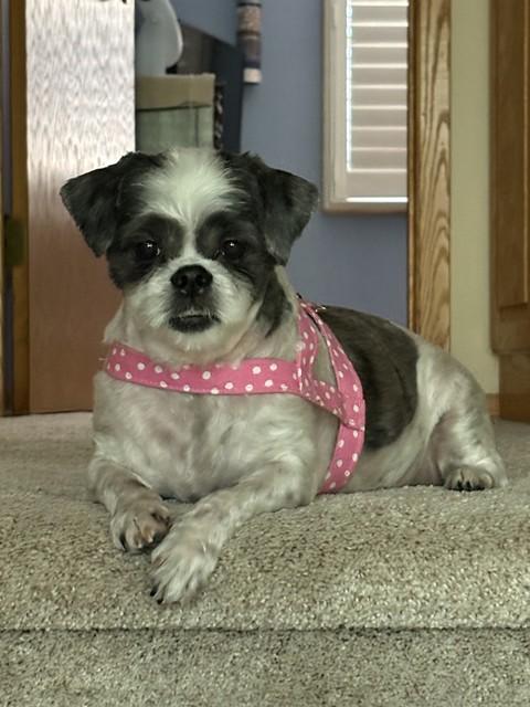 GEMMA, a ADOPTABLE Shih Tzu in Eden Prairie, MN image 1/2