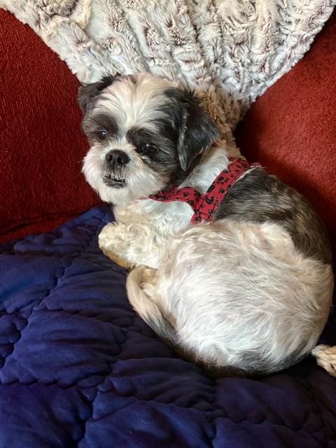 Enlarge GEMMA, a ADOPTABLE Shih Tzu in Eden Prairie, MN image 3/3