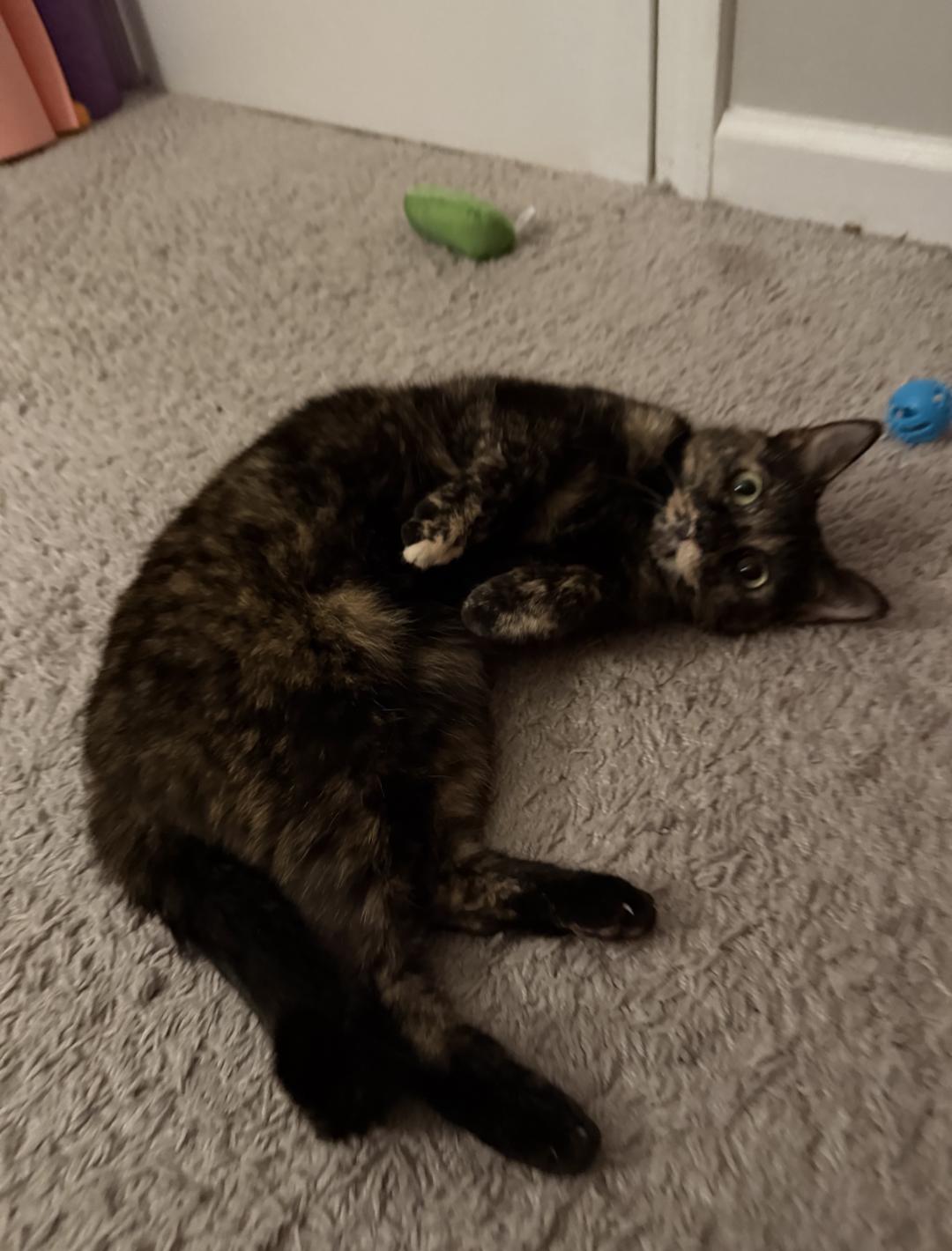 Enlarge Mae, a Adoptable Domestic Short Hair in Burlington, VT image 1/5