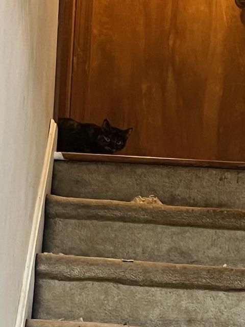 Mae, Adoptable, Adult Female Domestic Short Hair.