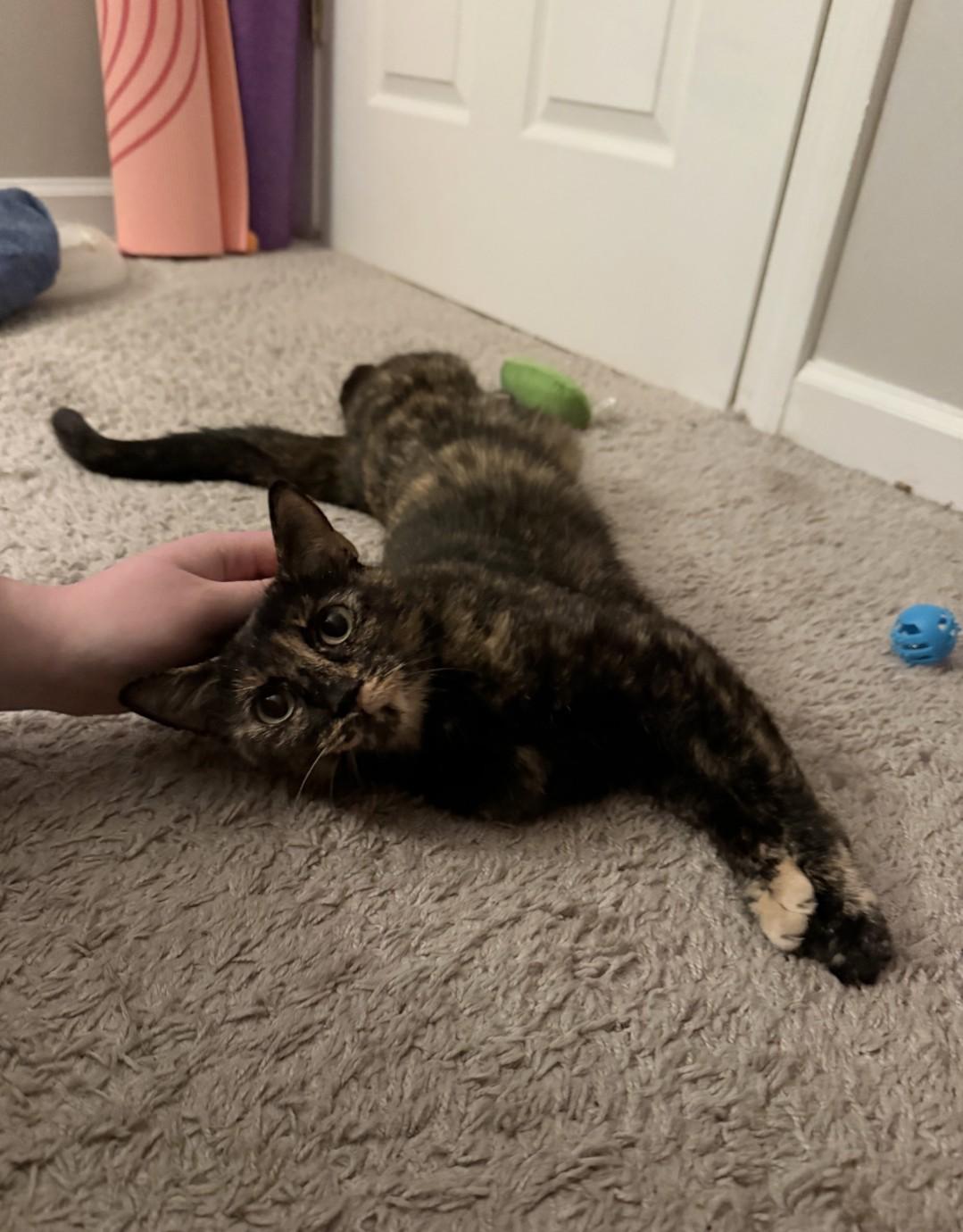 Enlarge Mae, a Adoptable Domestic Short Hair in Burlington, VT image 4/5