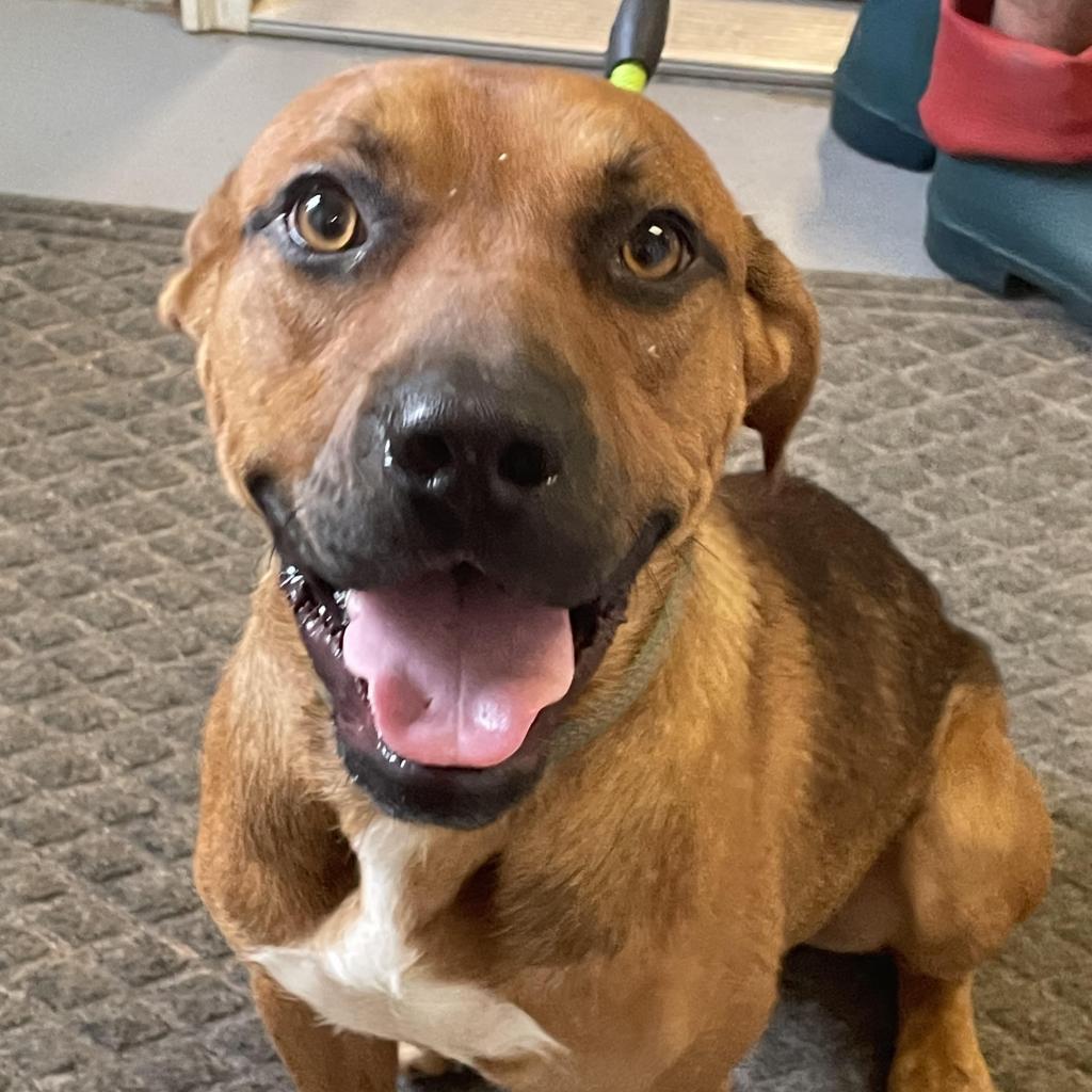 Ned, a Adoptable Labrador Retriever in Enterprise, AL image 1/5
