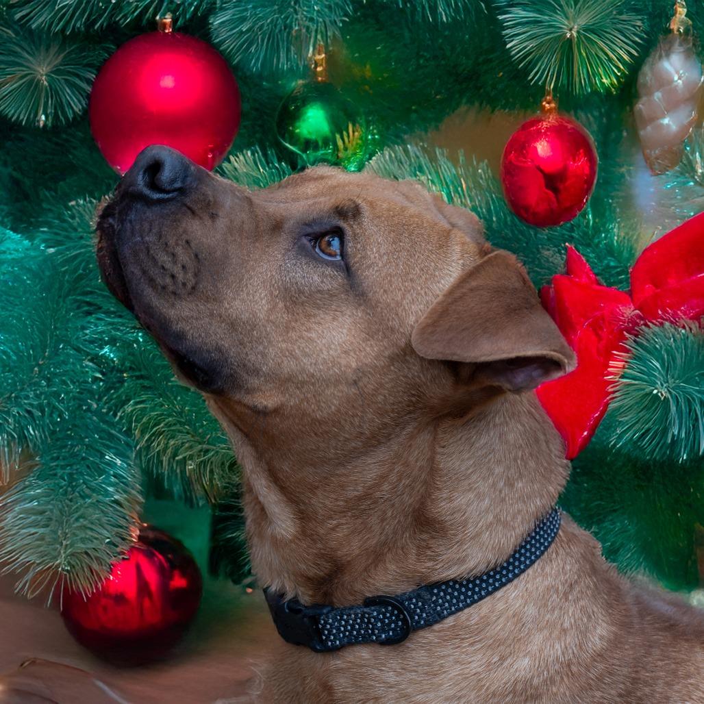Ned, Adoptable, Adult Male Labrador Retriever.