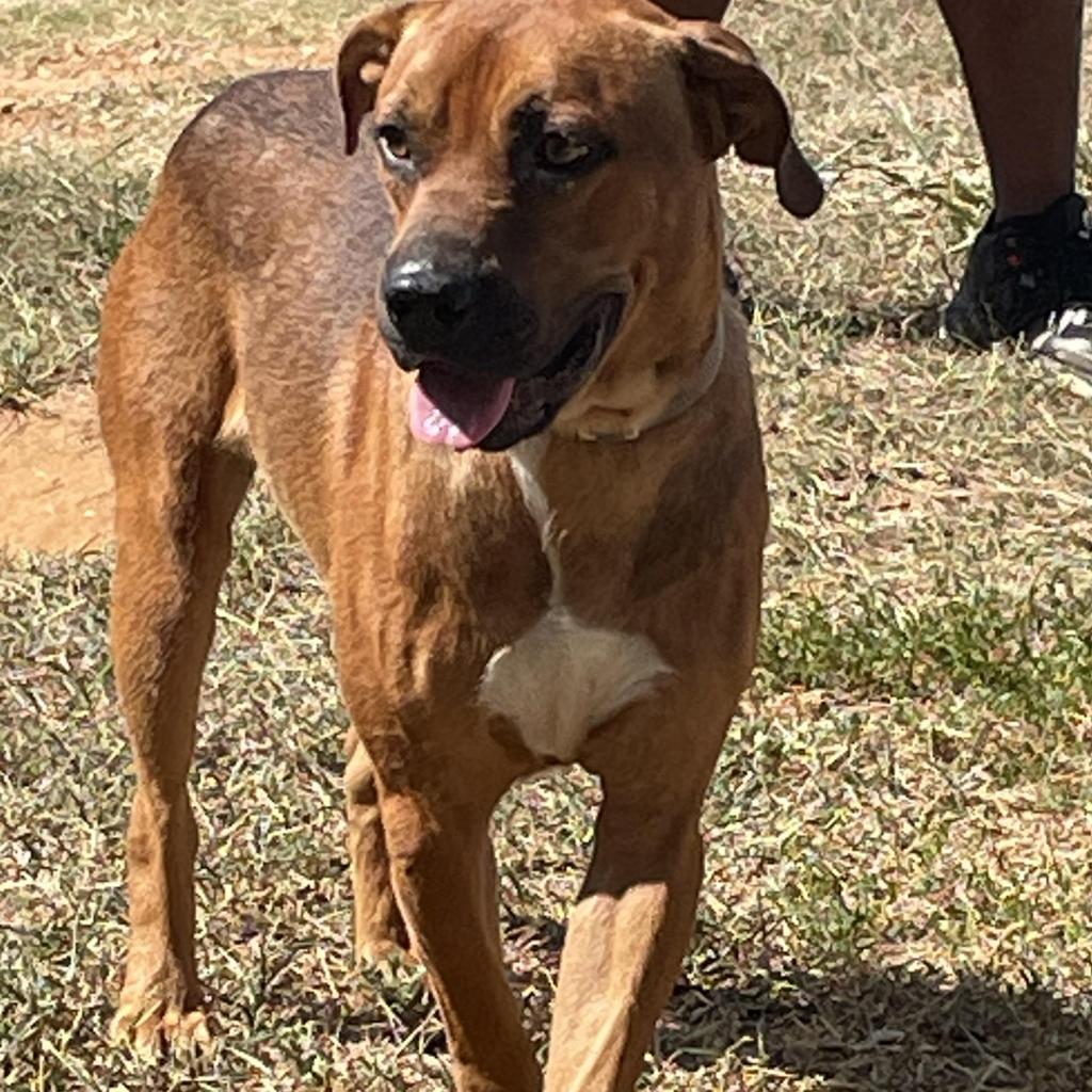 Enlarge Ned, a Adoptable Labrador Retriever in Enterprise, AL image 2/5