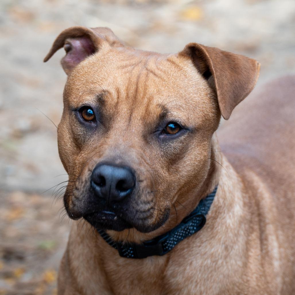 Ned, a Adoptable Labrador Retriever in Enterprise, AL image 2/5