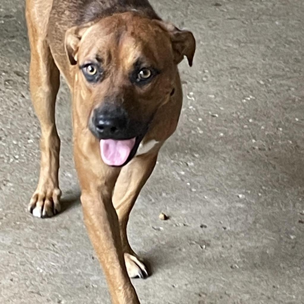 Enlarge Ned, a Adoptable Labrador Retriever in Enterprise, AL image 3/5