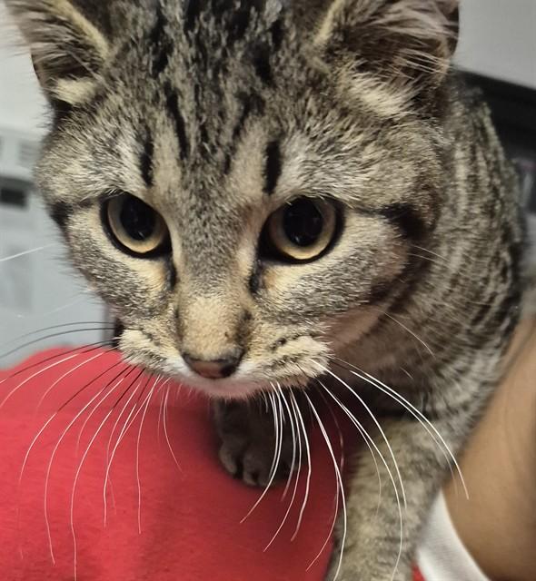 Enlarge STEPHANIE, a Adoptable Domestic Short Hair in Decatur, IL image 1/1