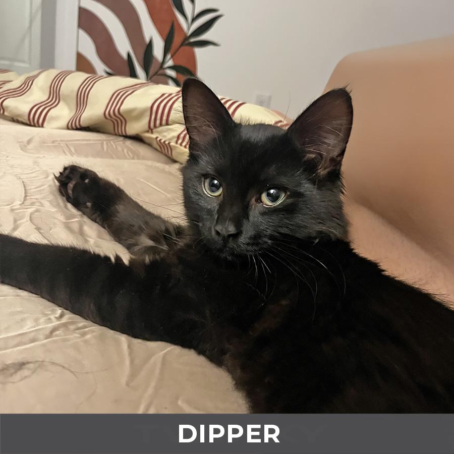 Enlarge Dipper, a Adoptable Domestic Medium Hair in Etobicoke, ON image 2/2