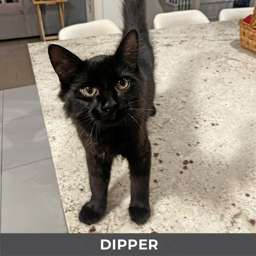 Enlarge Dipper, a Adoptable Domestic Medium Hair in Etobicoke, ON image 1/2