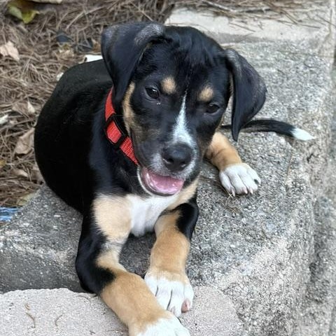 Joey Puzzle - Local pup, Adoptable, Puppy Male Boxer & Basenji.