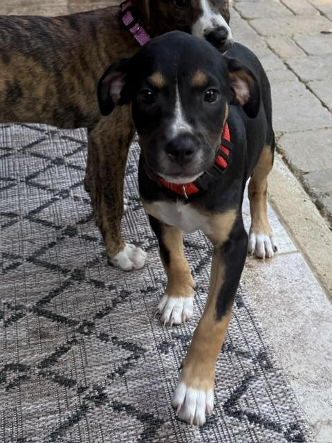 Enlarge Joey Puzzle - Local pup, a Adoptable mixed breed in Andover, MA image 4/6