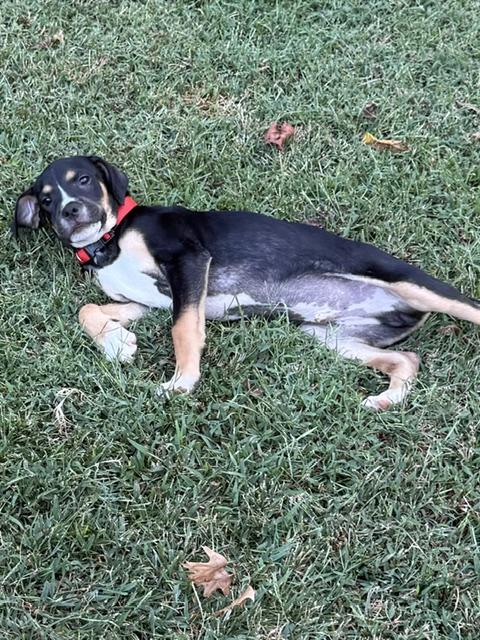 Enlarge Joey Puzzle - Local pup, a Adoptable mixed breed in Andover, MA image 6/6