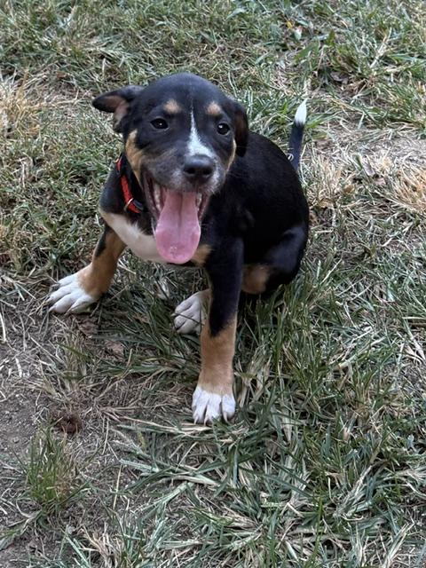 Enlarge Joey Puzzle - Local pup, a Adoptable mixed breed in Andover, MA image 3/6