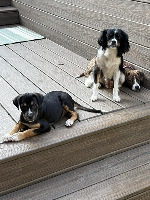 Enlarge Joey Puzzle - Local pup, a Adoptable mixed breed in Andover, MA image 2/6