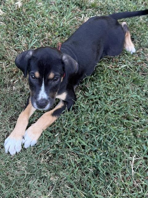 Enlarge Joey Puzzle - Local pup, a Adoptable mixed breed in Andover, MA image 5/6