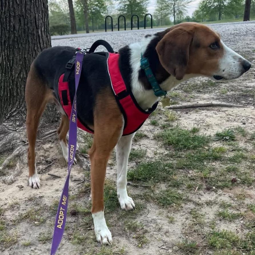 Enlarge Cooper/Bungalow, a Adoptable Hound in Windsor, VA image 1/2