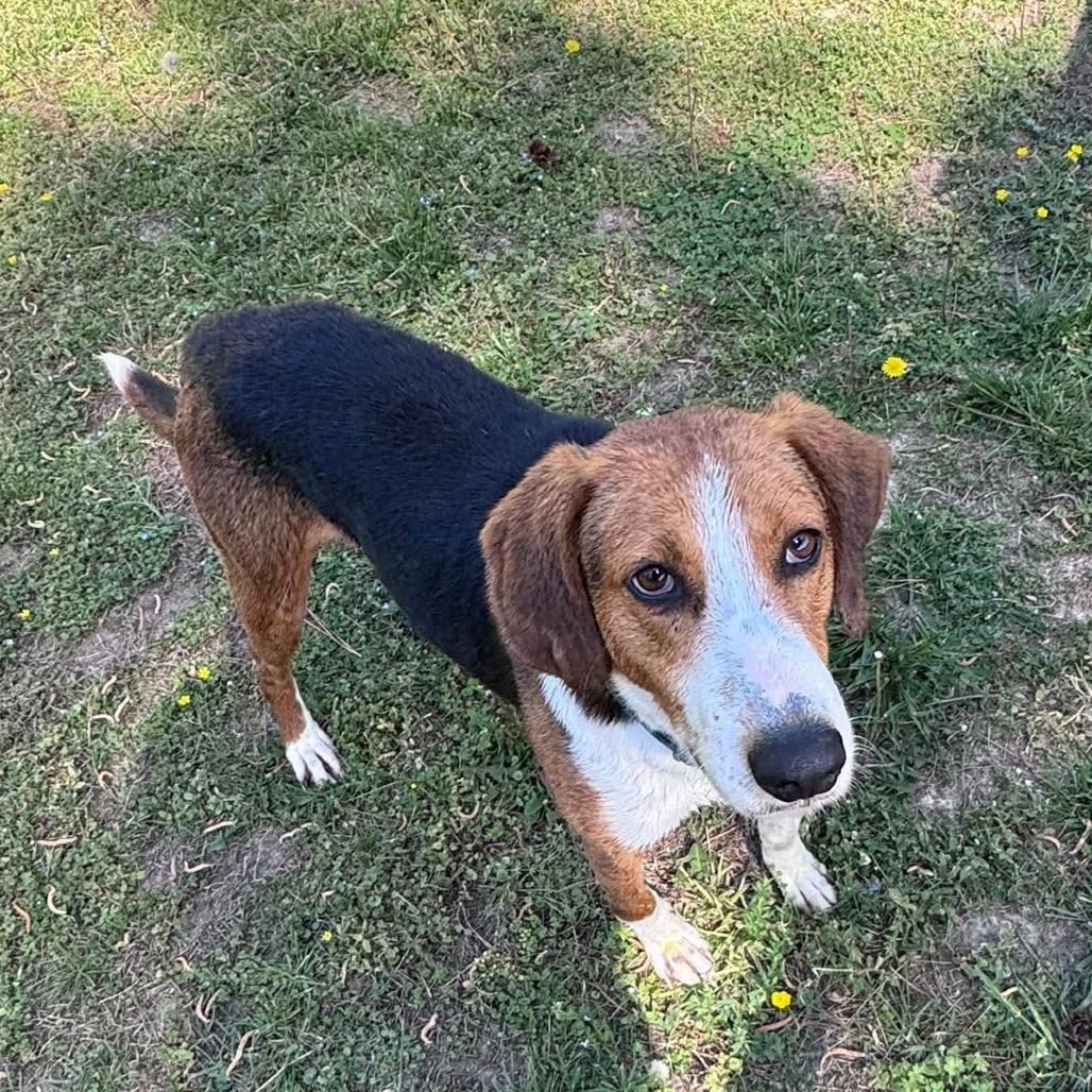Enlarge Cooper/Bungalow, a Adoptable Hound in Windsor, VA image 2/2