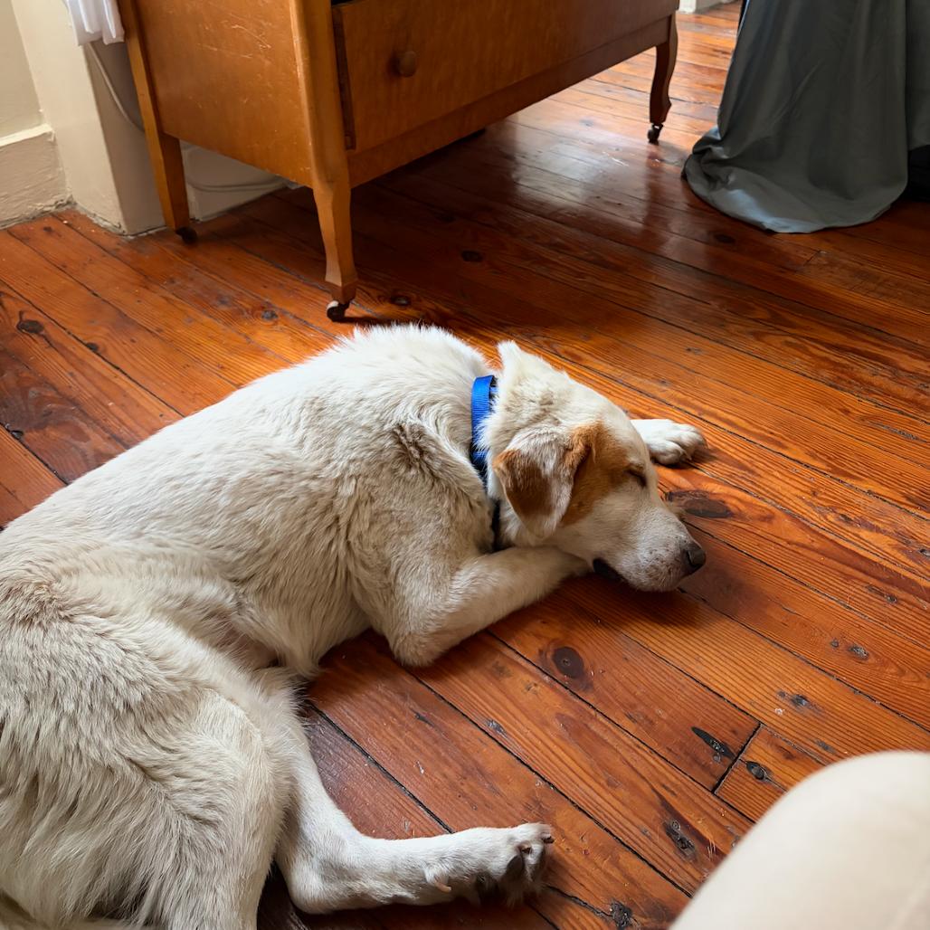 Mabel, a Adoptable Great Pyrenees in YONKERS, NY image 1/6