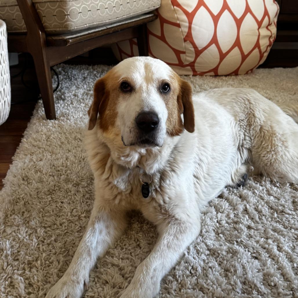 Mabel, a Adoptable Great Pyrenees in YONKERS, NY image 2/6