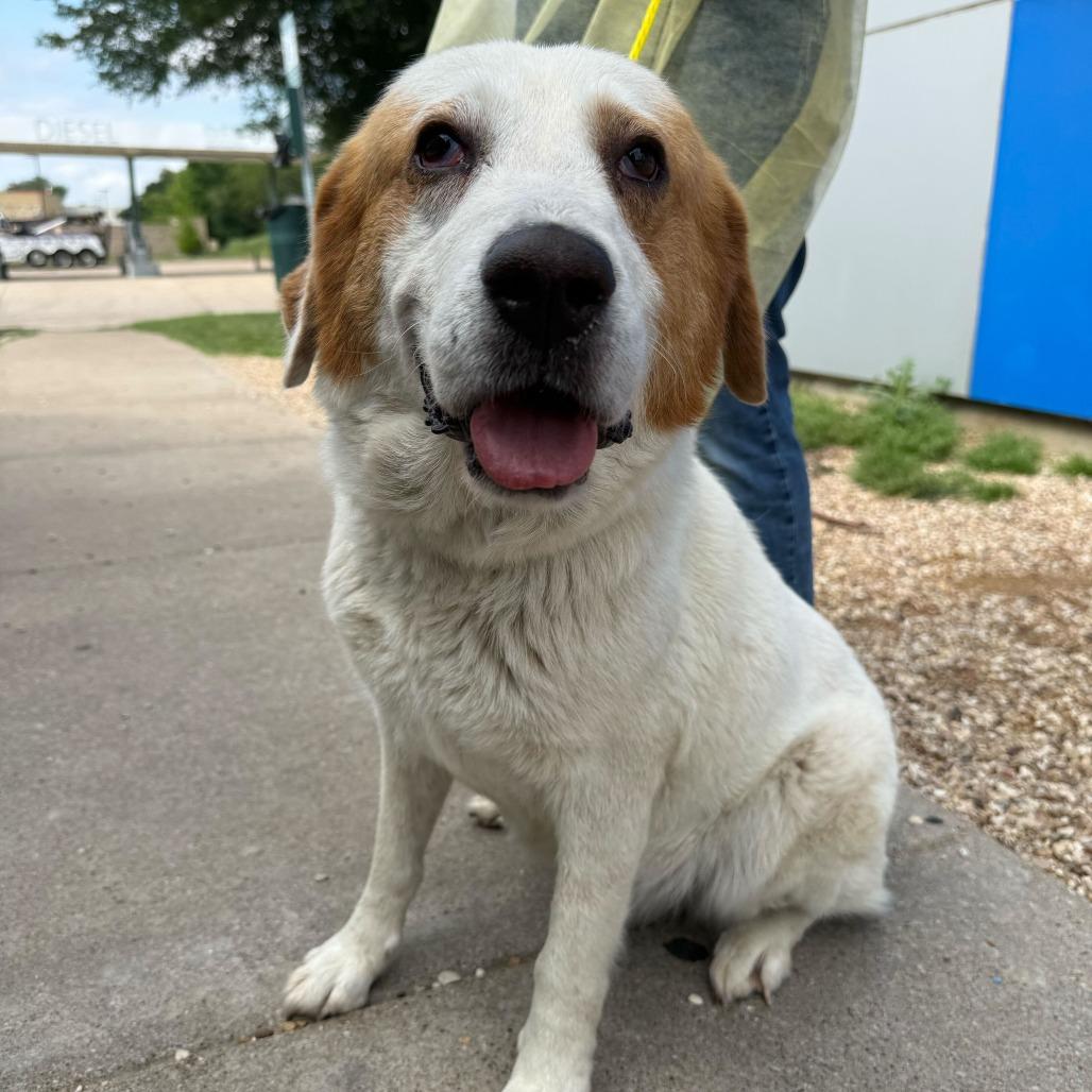 Mabel, a Adoptable Great Pyrenees in YONKERS, NY image 4/6