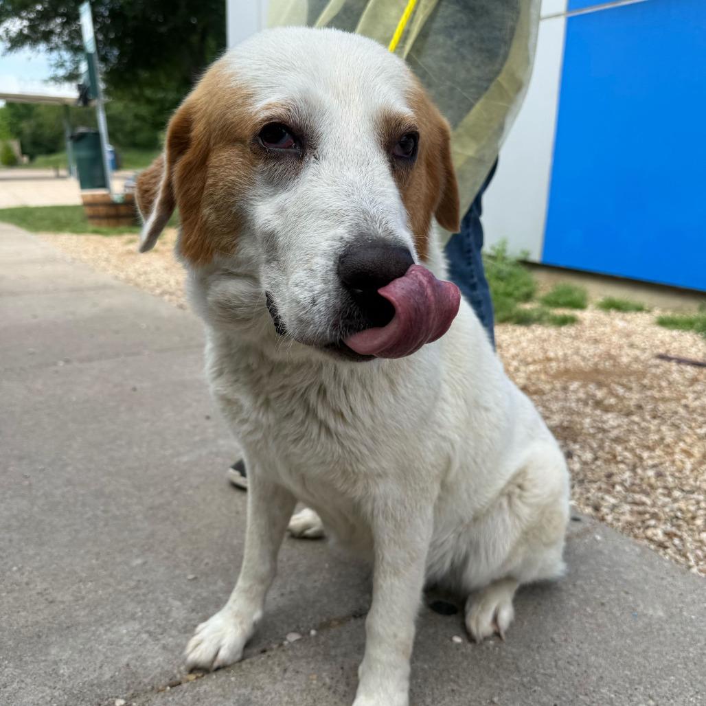 Mabel, a Adoptable Great Pyrenees in YONKERS, NY image 5/6