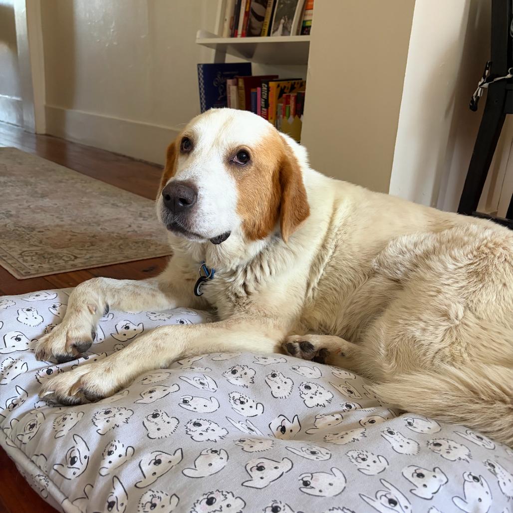 Mabel, Adoptable, Adult Female Great Pyrenees.