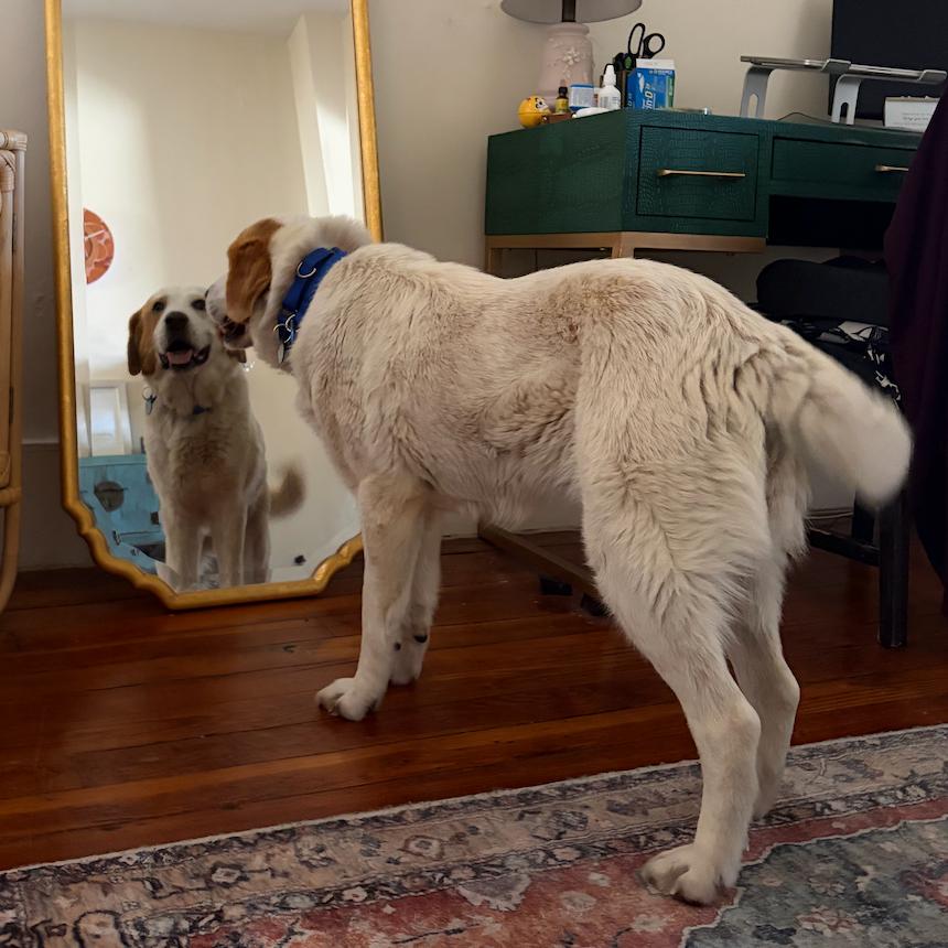 Mabel, a Adoptable Great Pyrenees in YONKERS, NY image 6/6