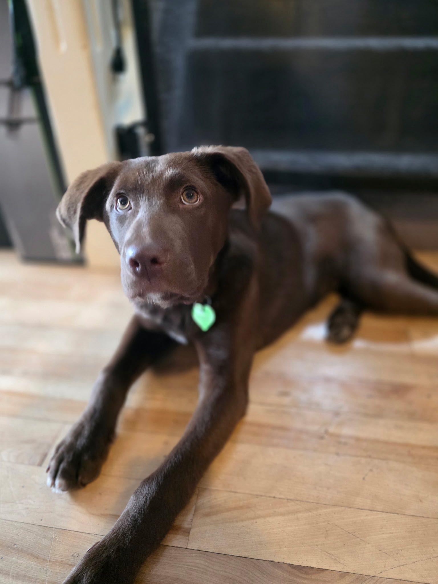 Enlarge Turkey, a ADOPTABLE Chocolate Labrador Retriever in Edmonton, AB image 3/3