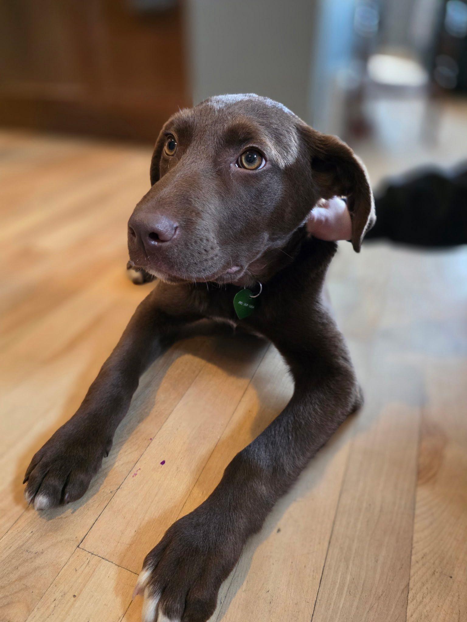 Turkey, ADOPTABLE, Young Male Chocolate Labrador Retriever.