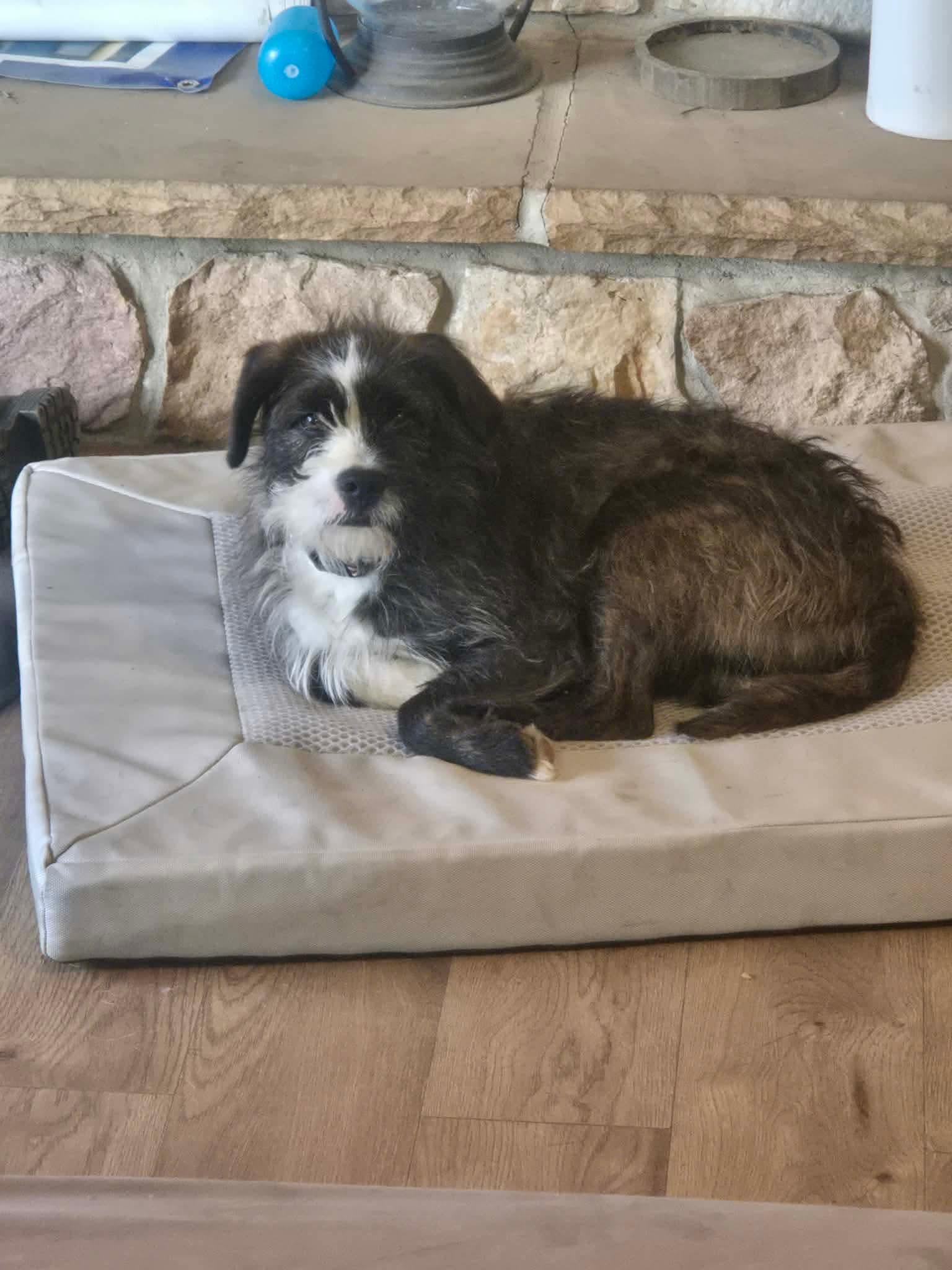 Enlarge Simon, a ADOPTABLE mixed breed in Williamsport, PA image 3/3