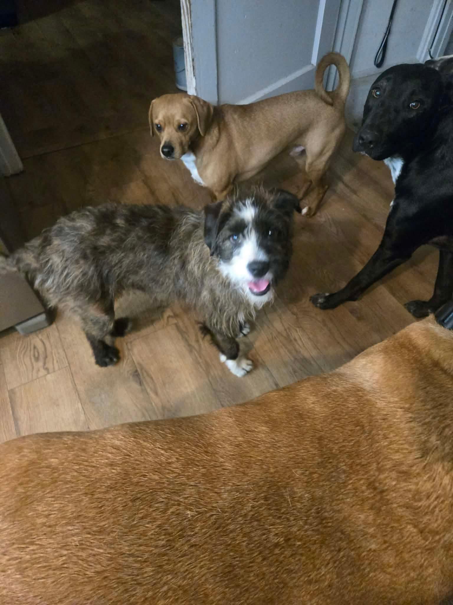 Enlarge Simon, a ADOPTABLE mixed breed in Williamsport, PA image 2/3