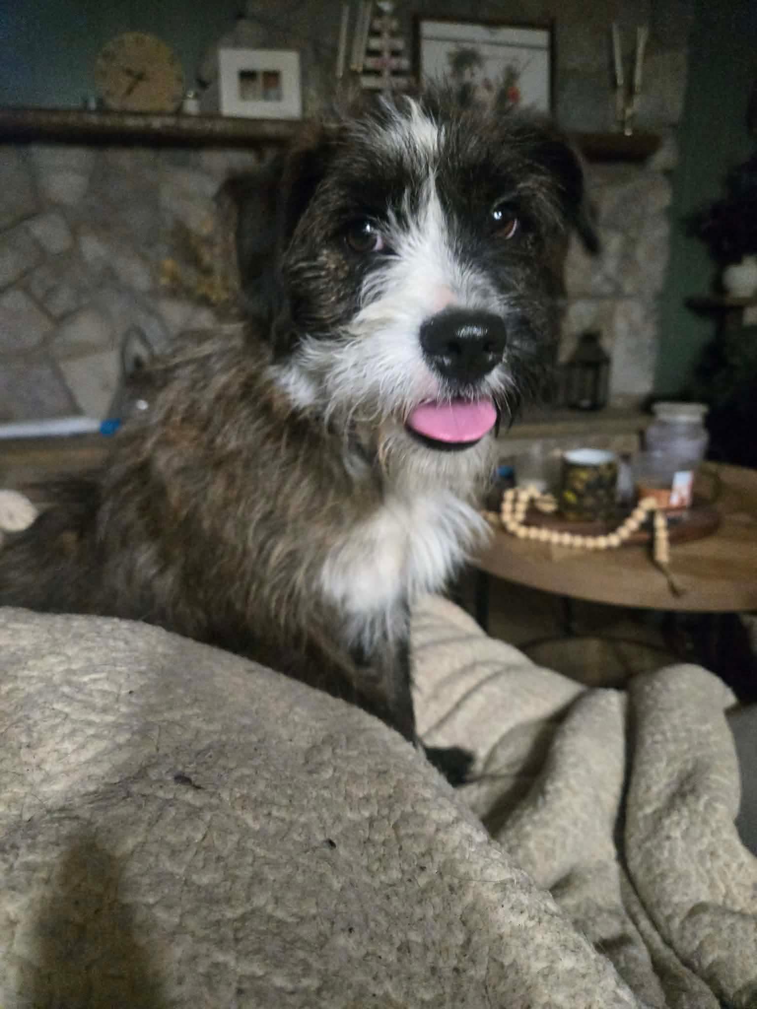 Enlarge Simon, a ADOPTABLE mixed breed in Williamsport, PA image 1/3