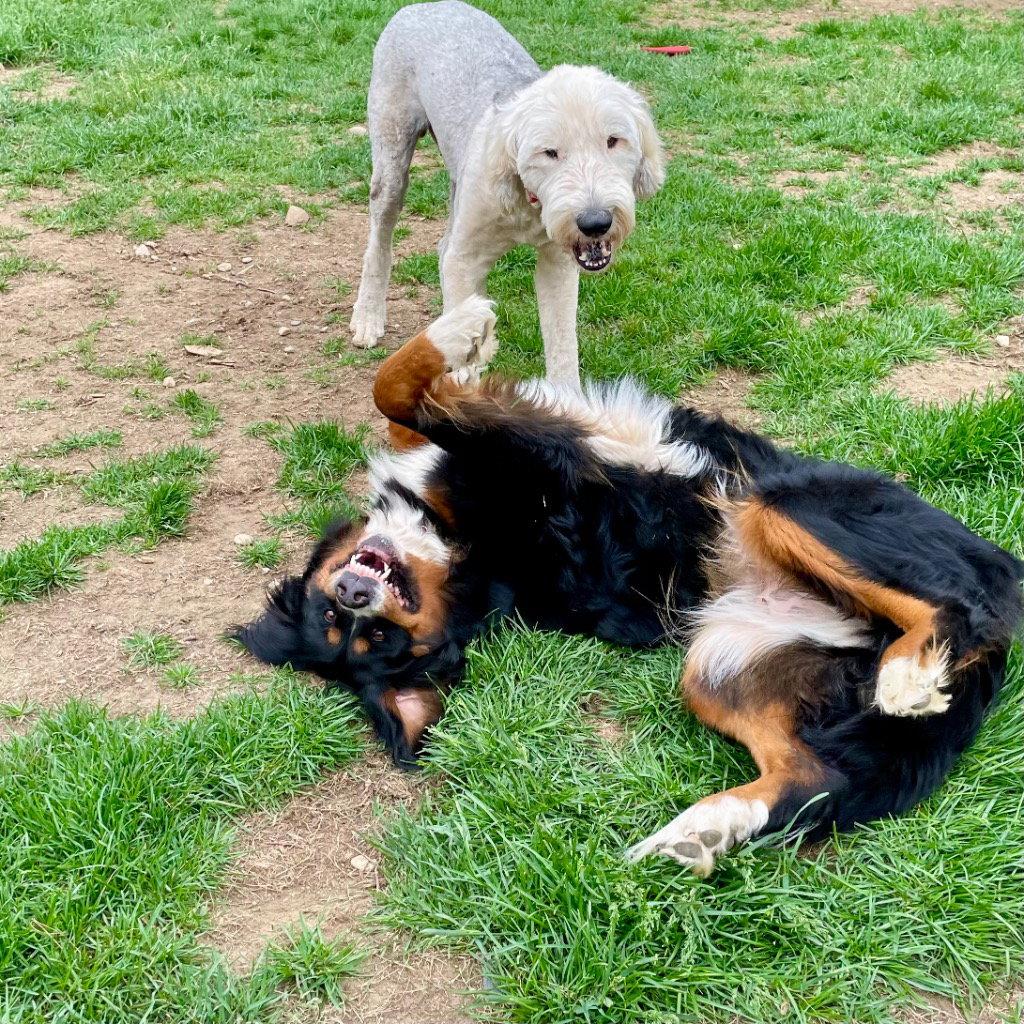 Trixie, a Adoptable Bernese Mountain Dog in Bloomfield, CT image 1/3