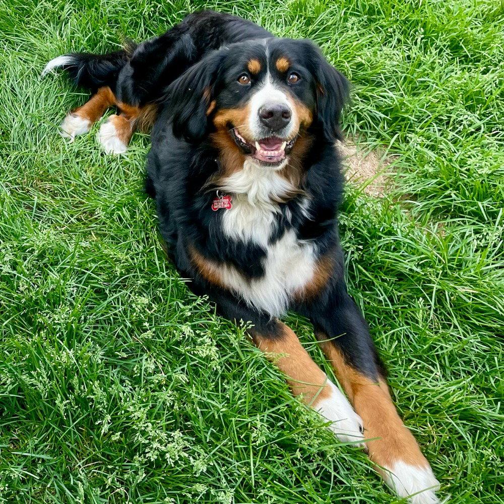 Trixie, Adoptable, Adult Female Bernese Mountain Dog.