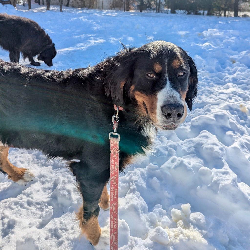 Trixie, Adoptable, Adult Female Bernese Mountain Dog.