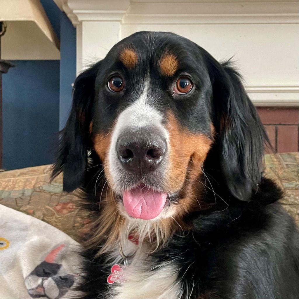 Enlarge Trixie, a Adoptable Bernese Mountain Dog in Bloomfield, CT image 2/3