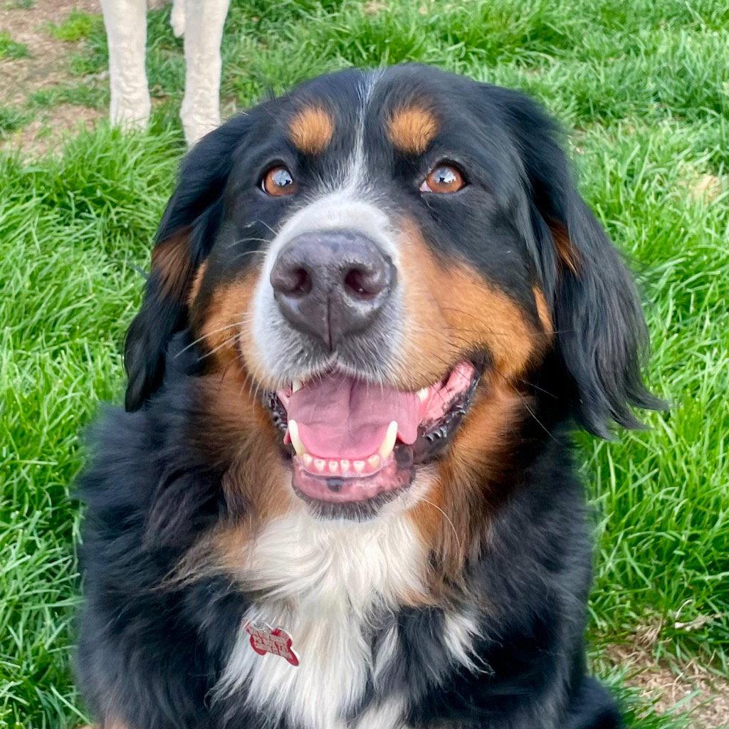 Trixie, a Adoptable Bernese Mountain Dog in Bloomfield, CT image 3/3